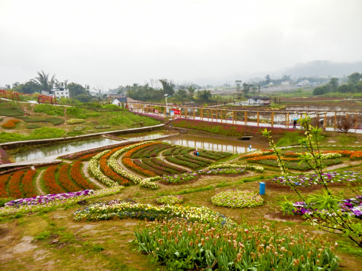 重庆永川十里荷香田园风光