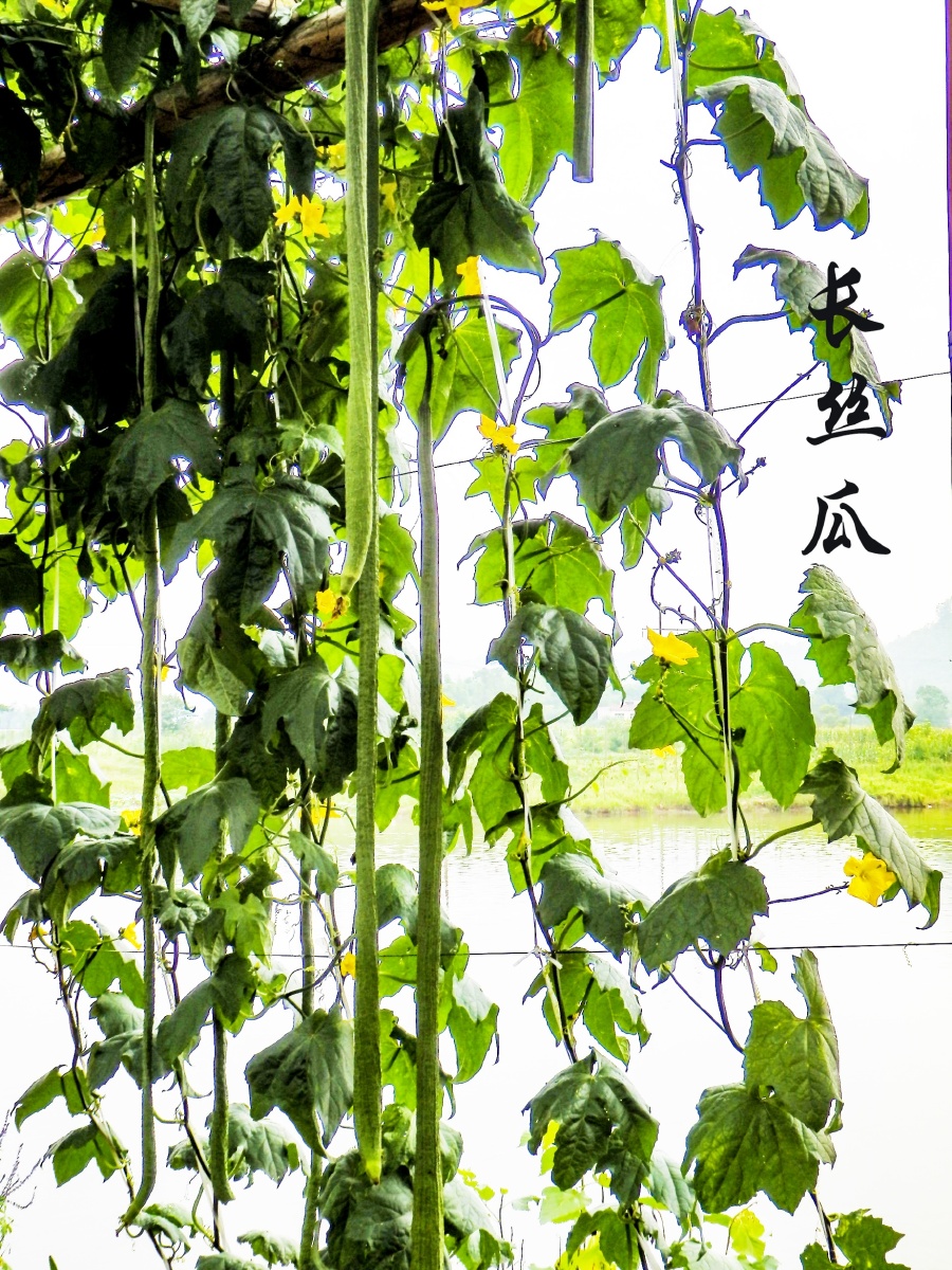 重庆永川十里荷香田园风光