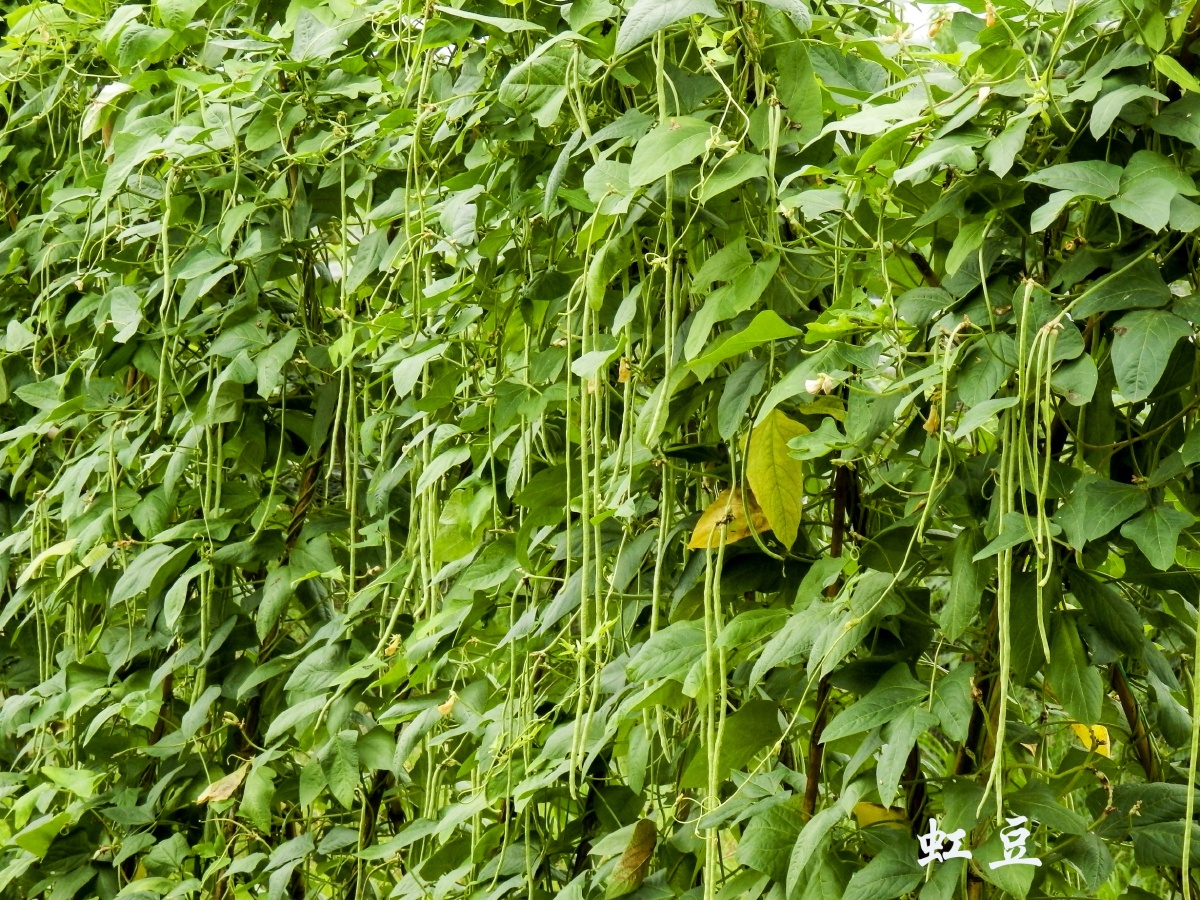 重庆永川十里荷香田园风光