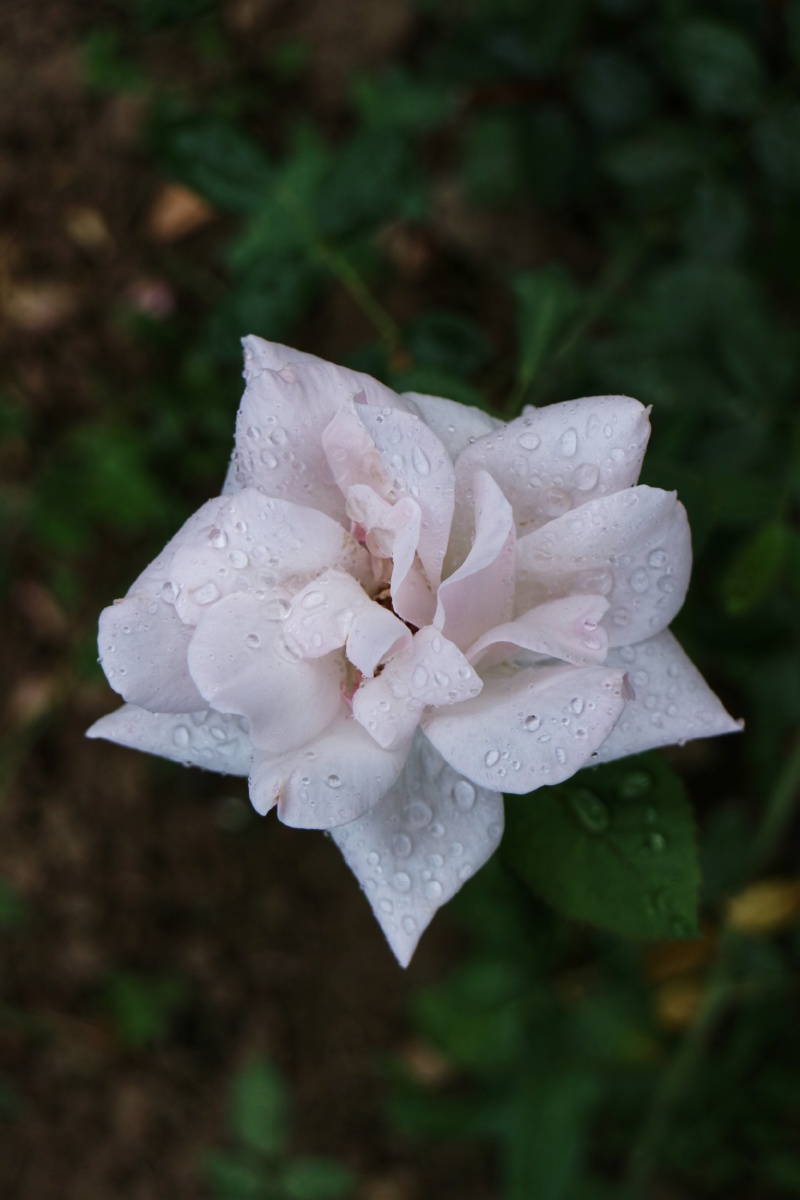 雨过天晴花更艳