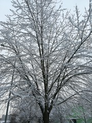 2080018
