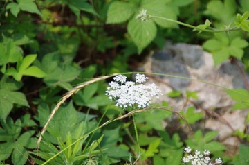 IMGP0016.JPG