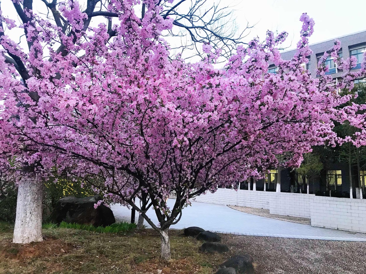 随手拍:校园里的花