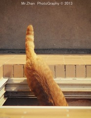 猫尾