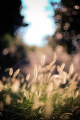 _DSF060708.jpg