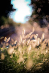 _DSF060808.jpg