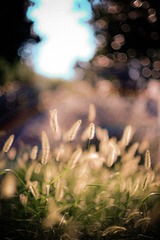 _DSF060608.jpg