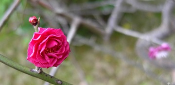 psbCA523DY7.jpg