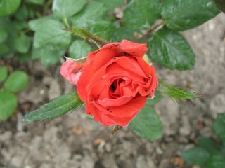 IMG_0034.JPG