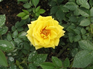IMG_0042.JPG