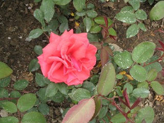 IMG_0043.JPG