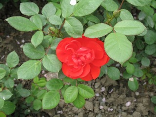 IMG_0044.JPG