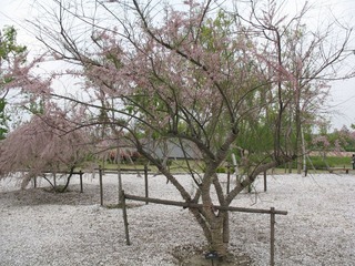 IMG_0071.JPG