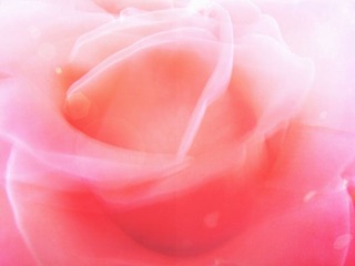 芬芳玫瑰
