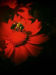 蜂.花.JPG