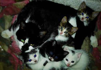 猫妈妈和它的孩子们.JPG