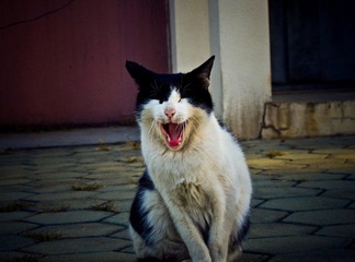 打哈欠的猫,.JPG