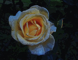 玫瑰花