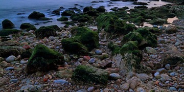 长满海菜的礁石