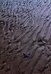 海星