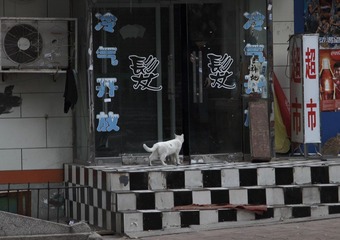 想理发的猫