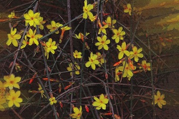 小黄花
