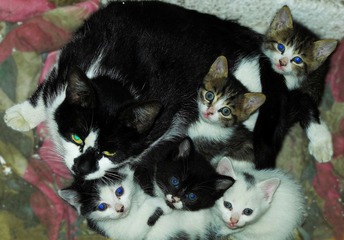 猫妈和它的宝宝们