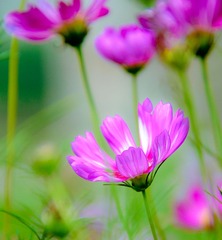 20140630-_DSC6466