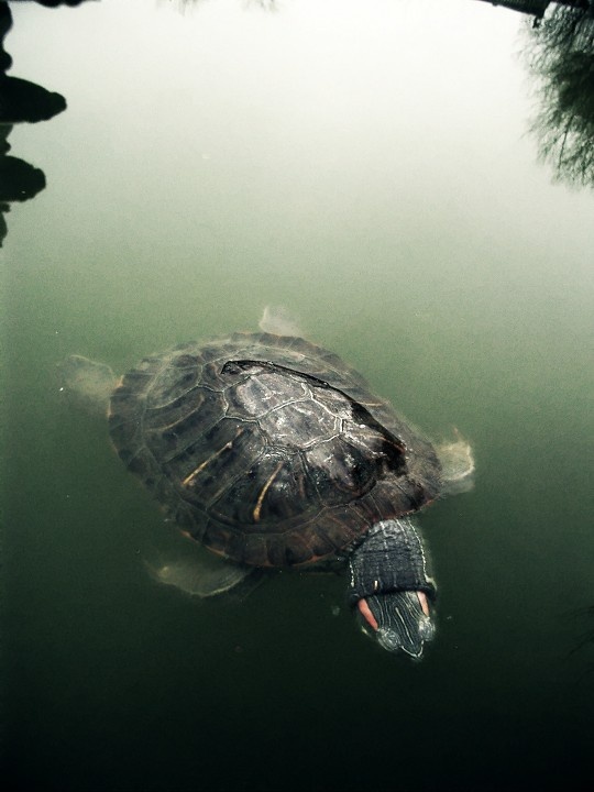 周公解梦，梦见鳖的寓意与启示