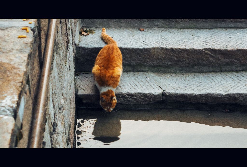 我尾随其后直到猫咪俯身喝水的时候摁下了快门。