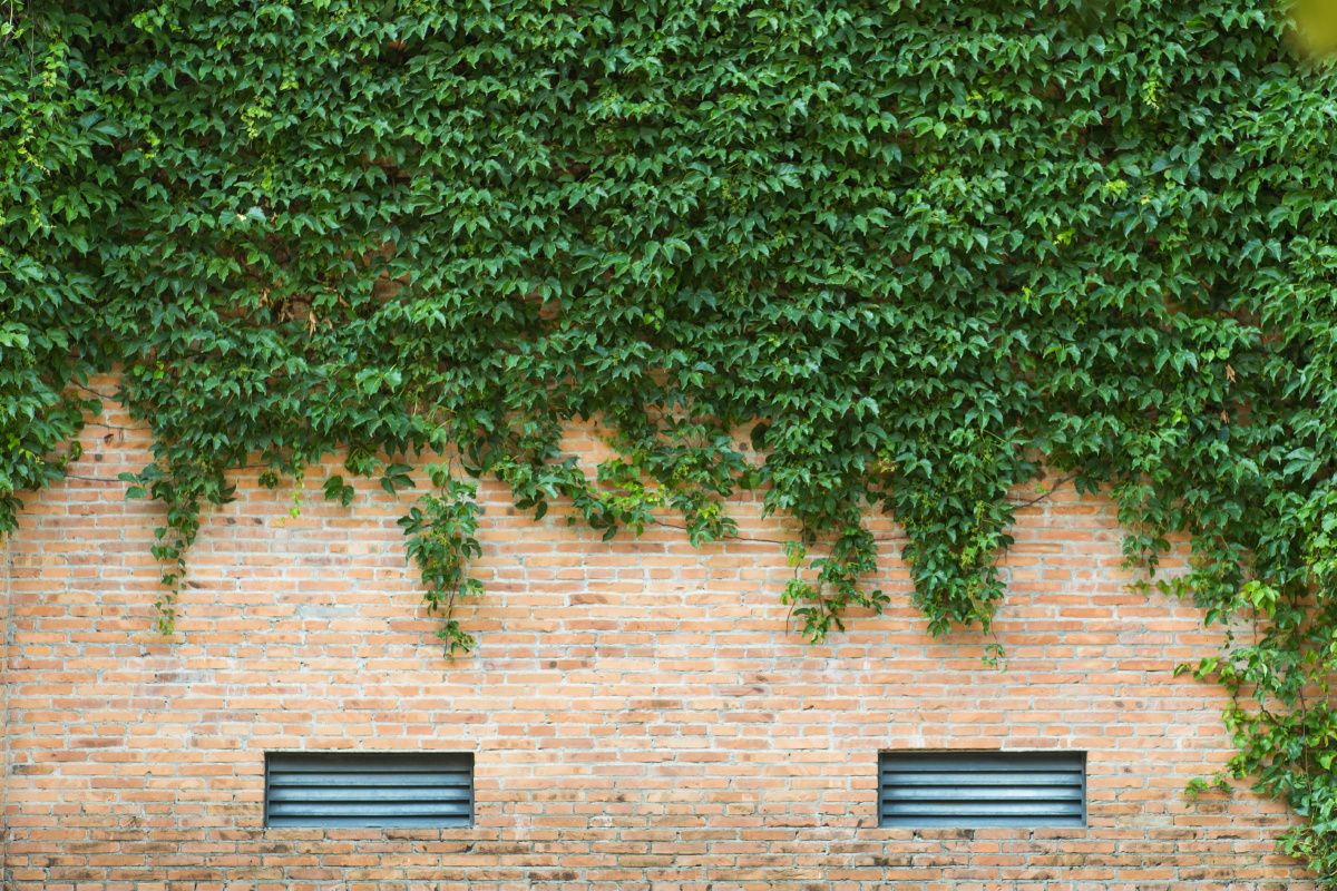 布满爬山虎的墙面,加上两个排气口,酷似一张人脸.