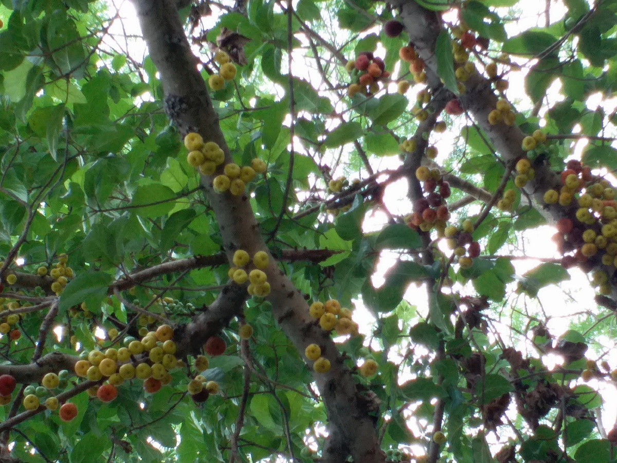 果实趴满树枝,太美了!