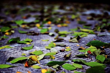leaves