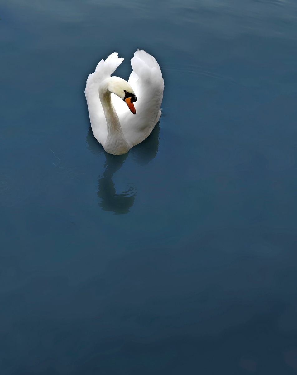 天鹅湖 - wuguohua - 图虫