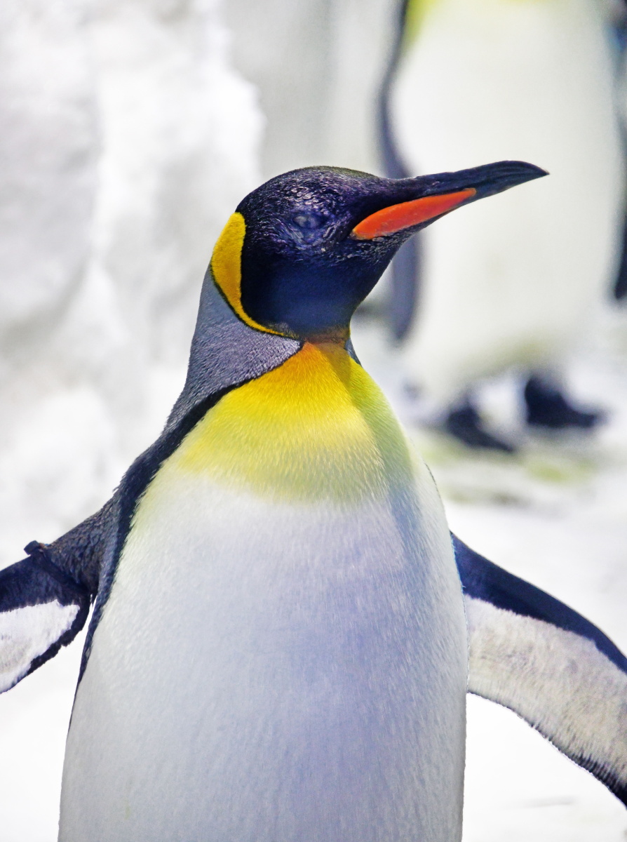 活泼可爱的企鹅