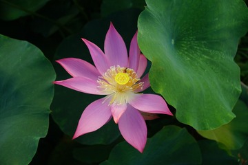 DSC09729_看图王