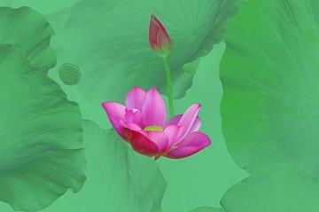 荷塘仙界十吴国华十18951054255十扬州市京华城荟景苑7栋601室