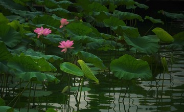 DSC02923_看图王