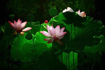 DSC00230-0_看图王