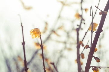 SWZ_9440