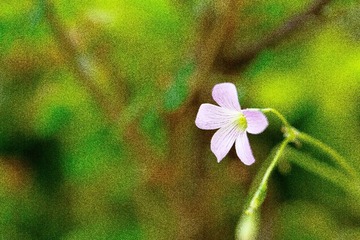 SWZ_7686