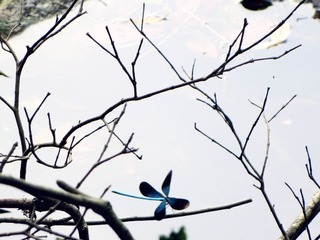IMG_1410_