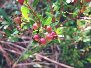 IMG_1600_