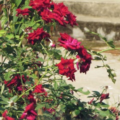 IMG_1633_.0