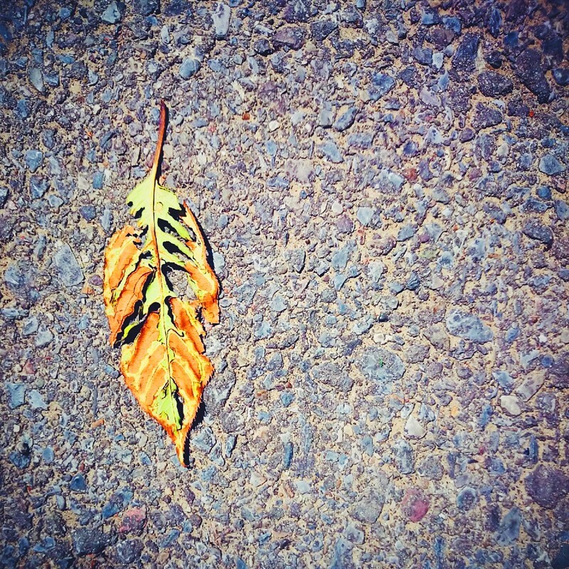 每个季节都有“陨落”的绚烂