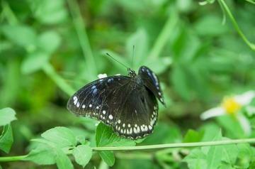 _IGP5598