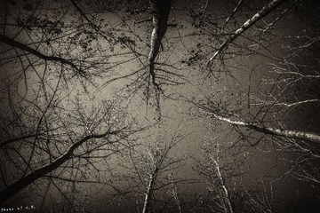 枯 树