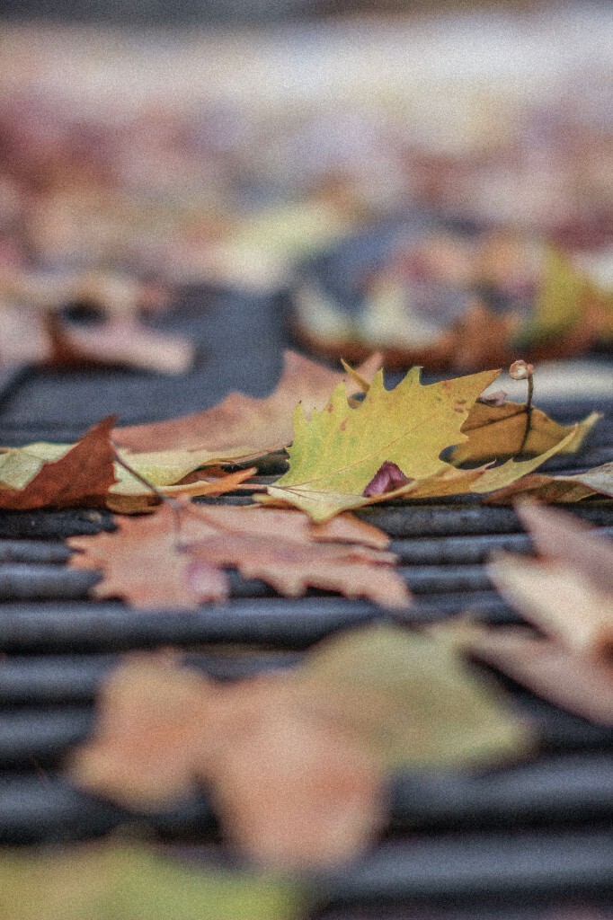 autumn，good night。