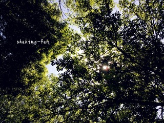 shadows of leaves.jpg