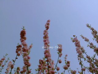 spring blossoms.jpg